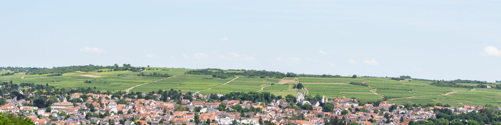 Panoramaansicht Ingelheim am Rhein, das von üppigen grünen Feldern und Weinbergen umgeben ist. Die Stadt hat zahlreiche Gebäude mit roten Ziegeldächern, und die Landschaft ist durch sanfte Hügel geprägt, die mit Grün bedeckt sind.