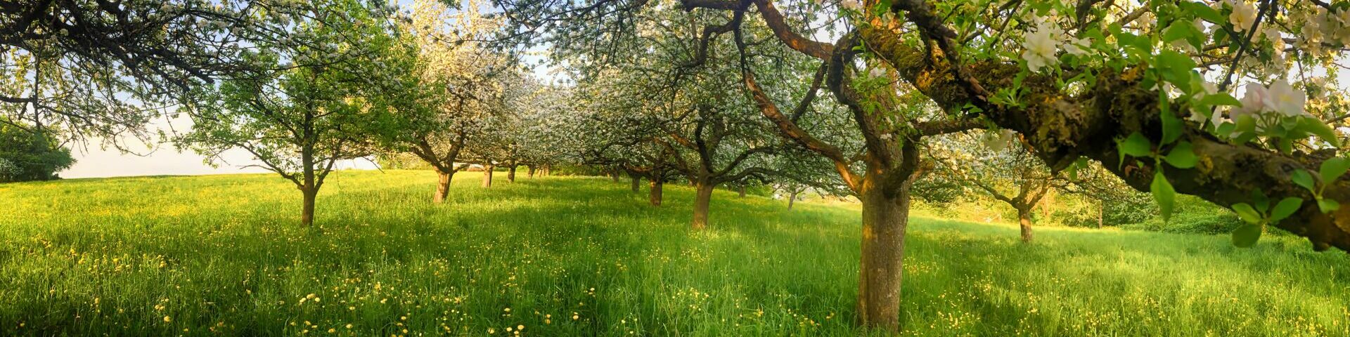 Das Bild zeigt eine üppige, grüne Obstplantage mit mehreren Bäumen in voller Blüte. Die Bäume haben dicke Stämme und Äste, die mit weißen Blüten bedeckt sind. Der Boden ist mit hohem, grünem Gras und kleinen gelben Blumen bedeckt.