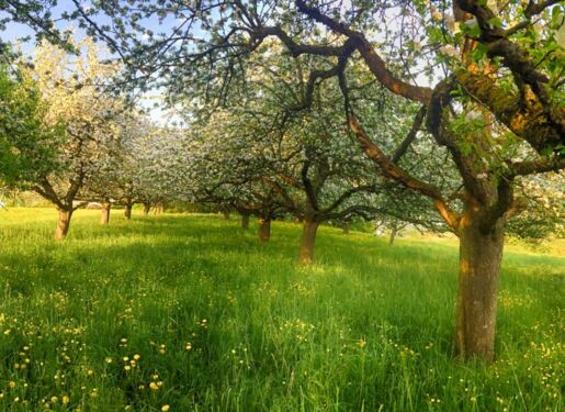 Das Bild zeigt eine üppige, grüne Obstplantage mit mehreren Bäumen in voller Blüte. Die Bäume haben dicke Stämme und Äste, die mit weißen Blüten bedeckt sind. Der Boden ist mit hohem, grünem Gras und kleinen gelben Blumen bedeckt.