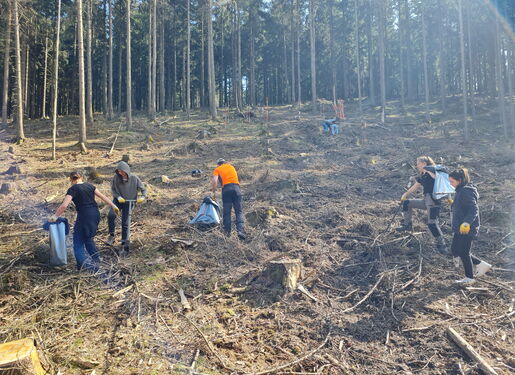 Das Bild zeigt eine Gruppe von Menschen, die in einem bewaldeten Gebiet arbeiten. Der Wald hat hohe Bäume mit spärlichem Unterholz.