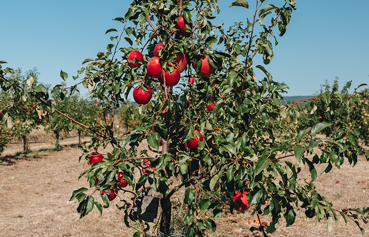 Apfelbaum mit knackigen roten Äpfeln
