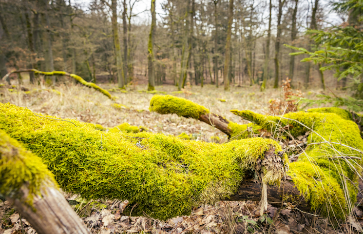 Waldszene im Ingelheimer Stadtwald im Vordergrund mit einen umgestürzten Baumstamm, der mit leuchtend grünem Moos bedeckt ist. Im Hintergrund sind zahlreiche Bäume mit kahlen Ästen zu sehen. Der Boden ist mit trockenen Blättern und Gras bedeckt.