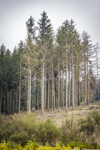 Ingelheimer Stadtwald mit hohen, dünnen Bäumen, die spärliche Äste und Nadeln haben. Der Boden ist mit niedriger Vegetation bedeckt und es gibt einige gerodete Bereiche. Der Himmel ist bewölkt.