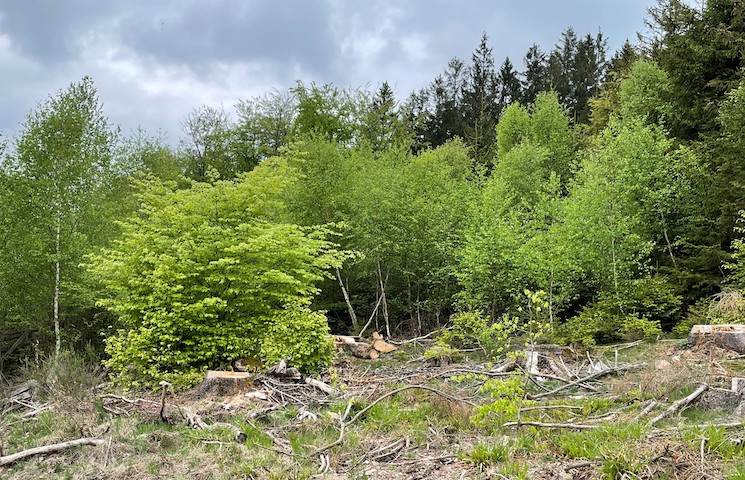 Mischwald, ca. 13 Jahre alt.