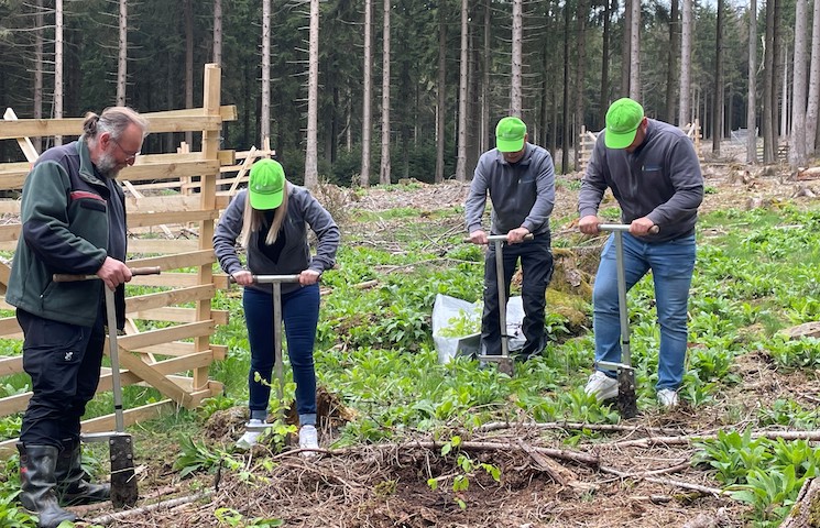 Florian Diehl erklärt Michelle Hellmeister, Stefan Hellmeister und Paul Saraev wie Setzlinge gepflanzt werden. Sie graben mit einem Spaten ein Loch in den Waldboden.