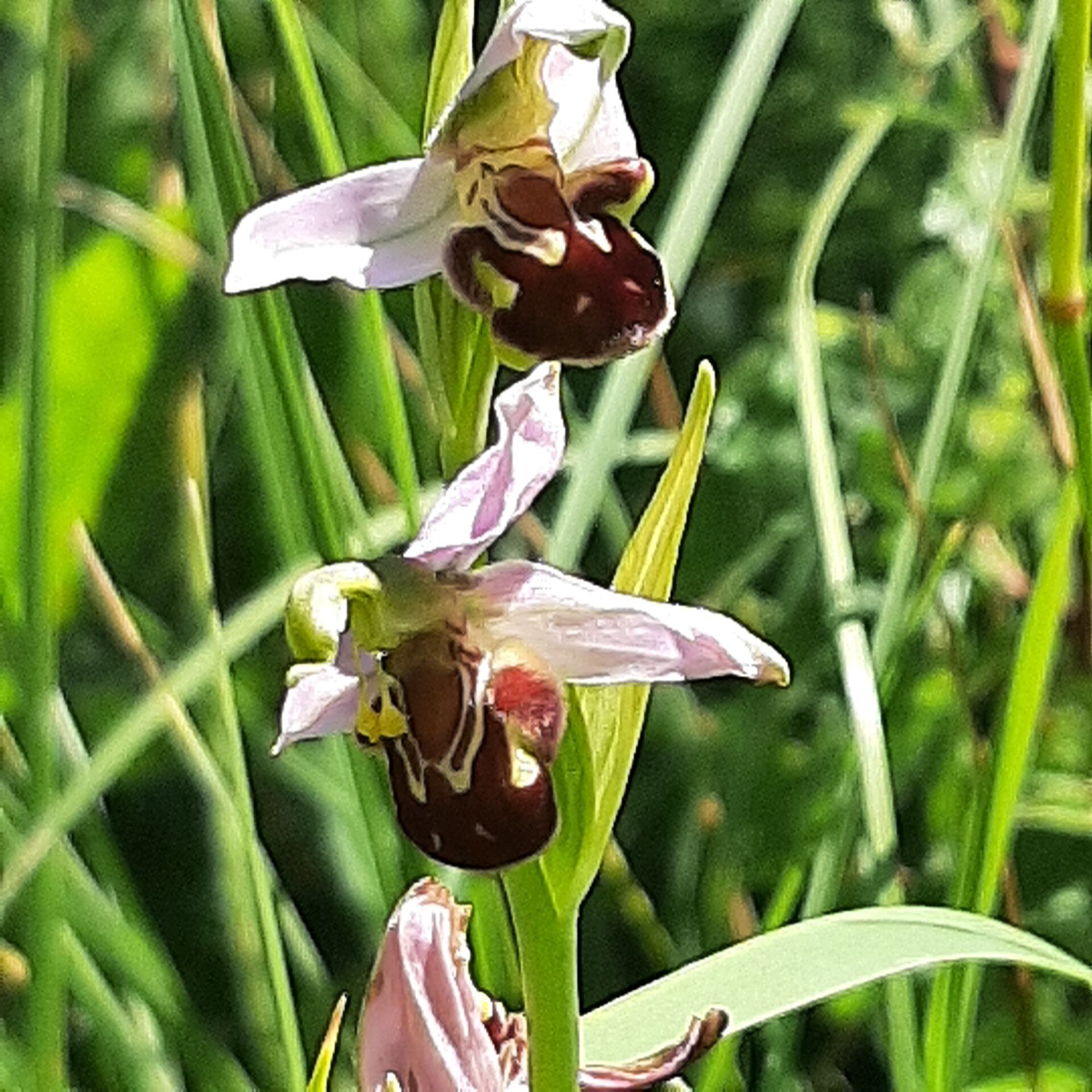 Das Bild zeigt zwei Blumen mit einem einzigartigen Aussehen. Die Blütenblätter sind hellrosa und weiß, während der zentrale Teil der Blumen dunkelbraun mit gelben und weißen Markierungen ist.