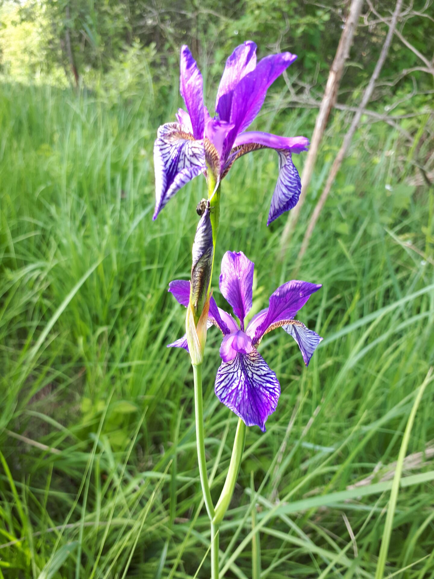 Nahaufnahme einer violetten Irisblume mit komplexen Mustern auf ihren Blütenblättern. Die Blume befindet sich in einer natürlichen Umgebung mit grünem Gras und Laub im Hintergrund.