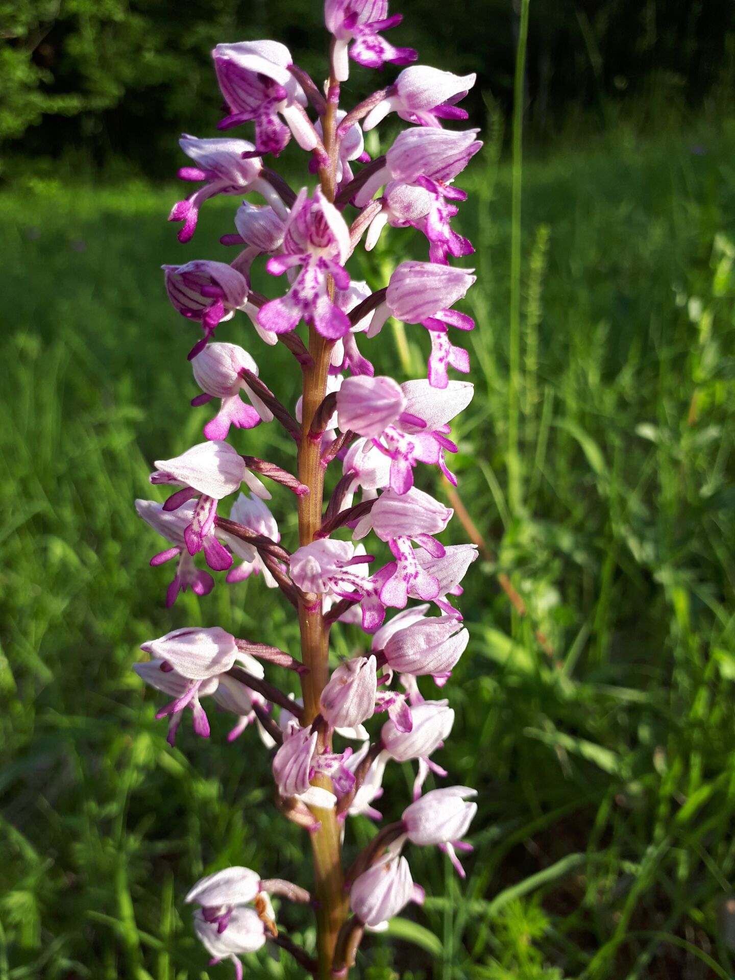 Nahaufnahme einer hohen, blühenden Pflanze mit mehreren kleinen, pink-lila Blüten, die entlang des Stiels angeordnet sind.