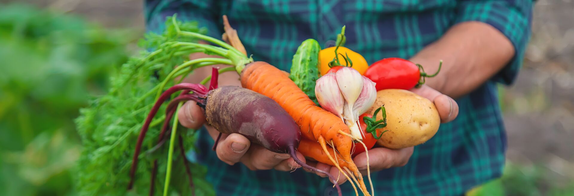 Das Bild zeigt eine Person, die eine Vielzahl frisch geernteter Gemüse hält. Zu den Gemüsesorten gehören eine Rote Bete, zwei Karotten, eine Gurke, eine gelbe Tomate, zwei rote Tomaten, eine Zwiebel und eine Kartoffel.