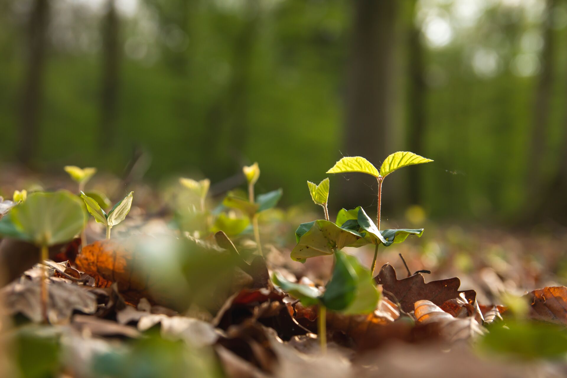 Das Bild zeigt junge Pflanzen, die aus dem Waldboden sprießen, umgeben von gefallenen Blättern.