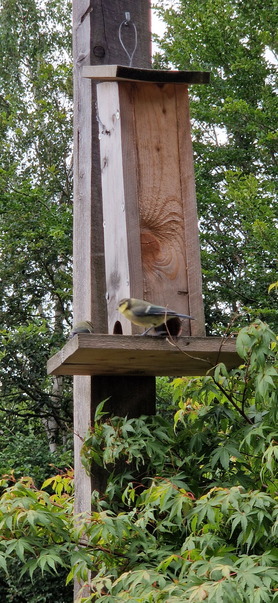 Das Bild zeigt ein hölzernes Vogelhäuschen, das an einem vertikalen Pfosten montiert ist. Auf dem Vogelhäuschen befinden sich zwei Vögel, einer sitzt am Rand und der andere steht auf der Plattform.
