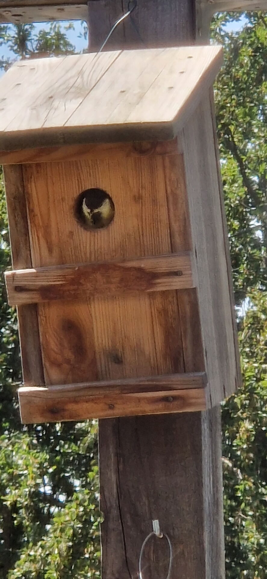 Das Bild zeigt ein hölzernes Vogelhaus, das an einem vertikalen Holzpfosten montiert ist. Das Vogelhaus hat ein kleines rundes Eingangsloch nahe der Spitze, und im Loch ist ein Vogel sichtbar.
