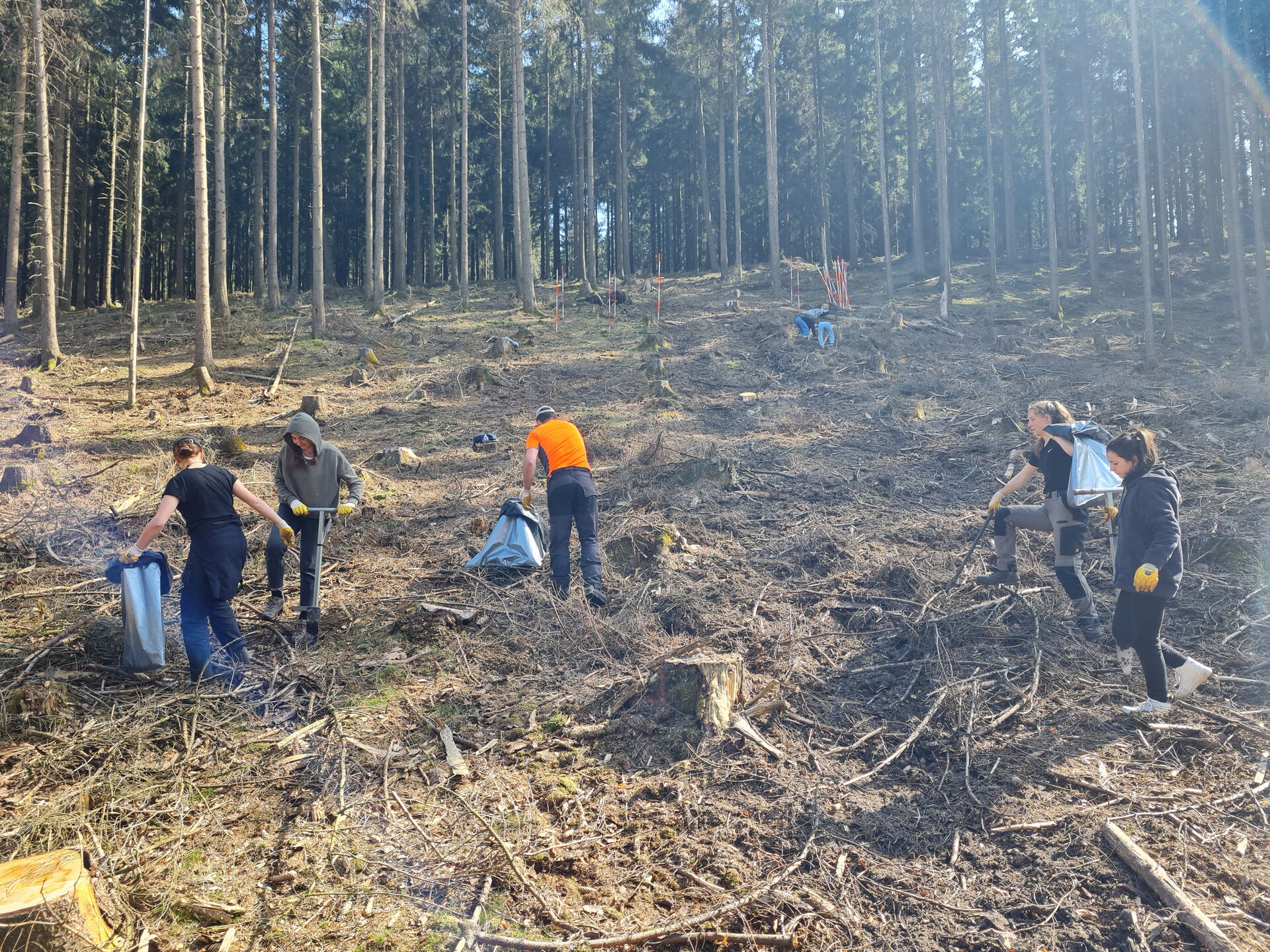 Das Bild zeigt eine Gruppe von Menschen, die in einem bewaldeten Gebiet arbeiten. Der Wald hat hohe Bäume mit spärlichem Unterholz.